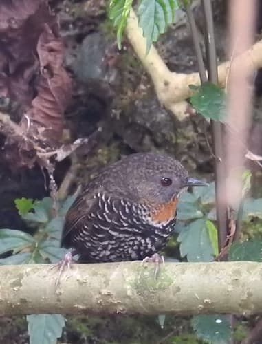 Rusty-throated Wren-Babbler
