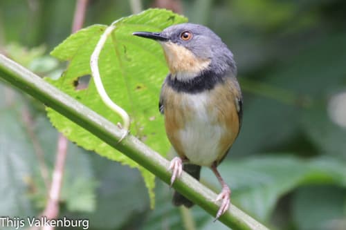 Ruwenzori Apalis