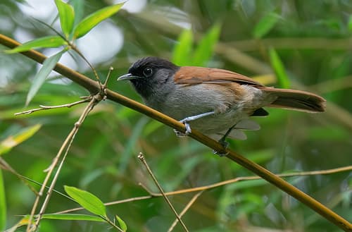 Rwenzori Hill Babbler