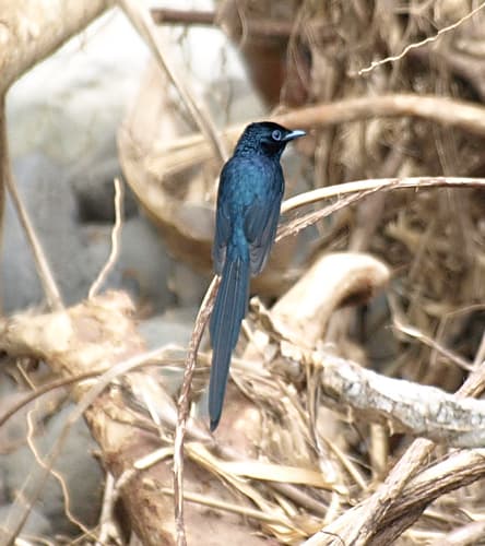 São Tomé Paradise-Flycatcher