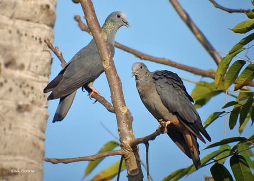 São Tomé Pigeon
