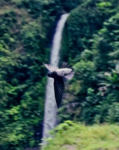São Tomé Spinetail