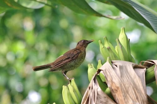 São Tomé Thrush