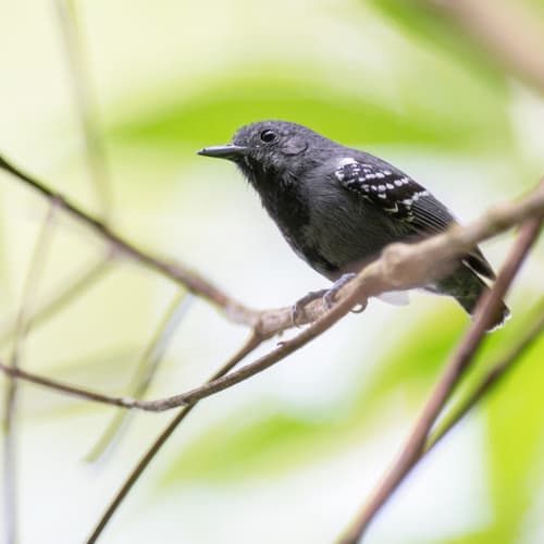 Salvadori's Antwren