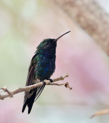 Sapphire-bellied Hummingbird