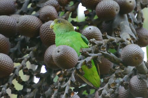 Sapphire-rumped Parrotlet