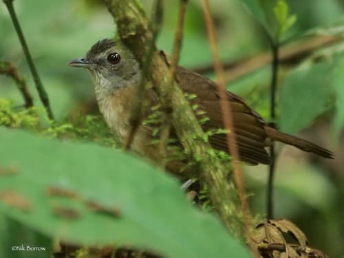 Scaly-breasted Illadopsis