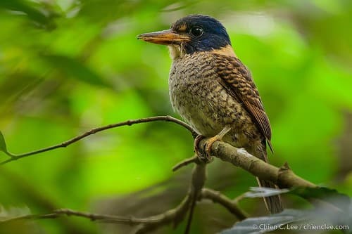 Scaly-breasted Kingfisher