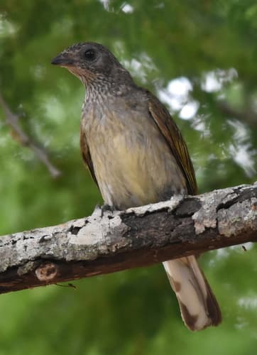 Scaly-throated Honeyguide