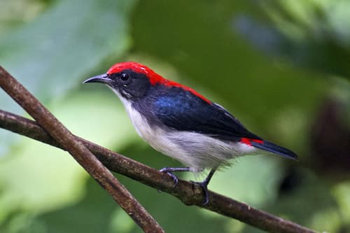 Scarlet-backed Flowerpecker
