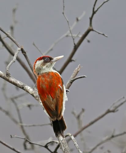 Scarlet-backed Woodpecker