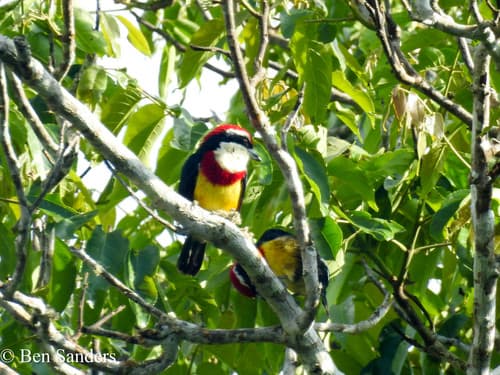 Scarlet-banded Barbet