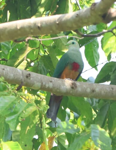 Scarlet-breasted Fruit Dove