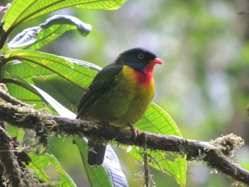 Scarlet-breasted Fruiteater