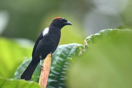 Scarlet-browed Tanager