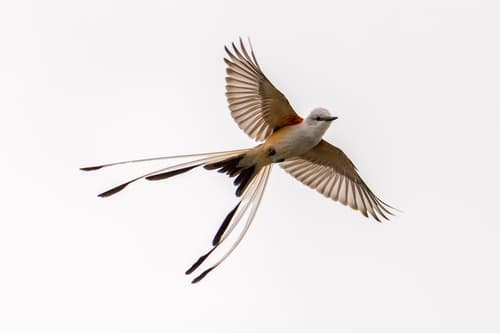 Scissor-tailed Flycatcher