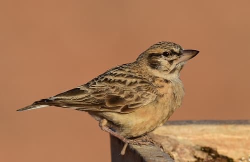 Sclater's Lark