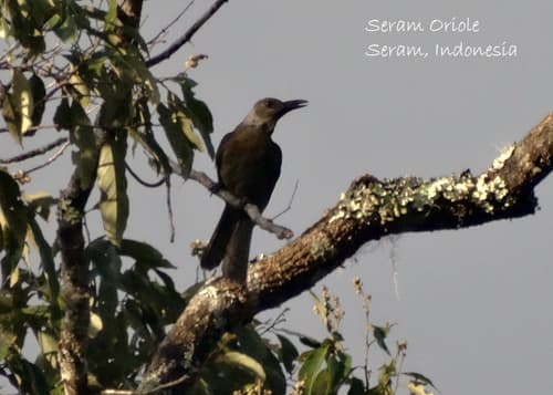 Seram Oriole