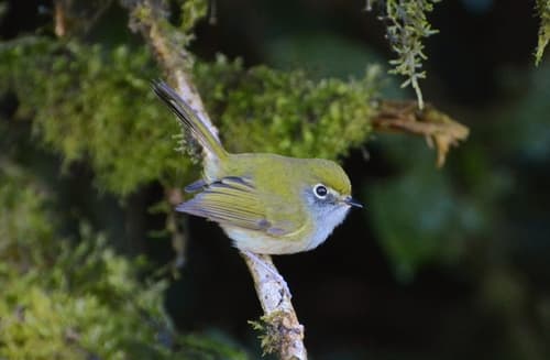 Serra do Mar Bristle-Tyrant