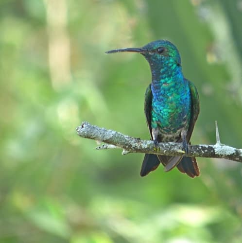 Shining-green Hummingbird