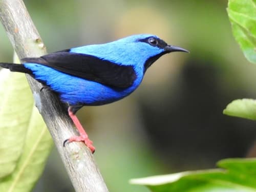 Short-billed Honeycreeper