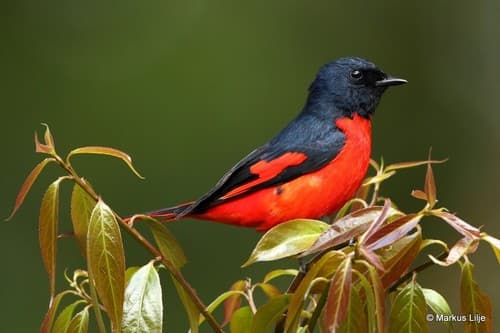 Short-billed Minivet