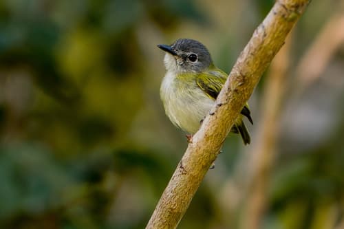Short-tailed Pygmy-Tyrant