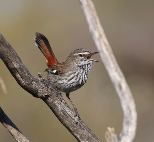 Shy Heathwren