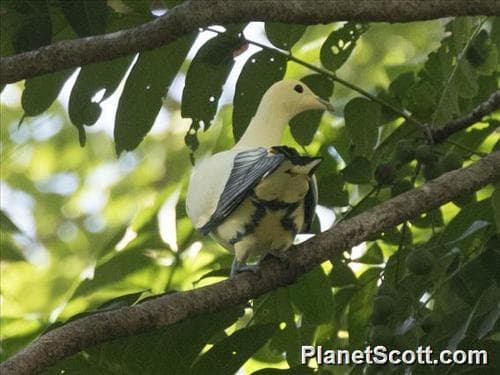 Silver-tipped Imperial Pigeon