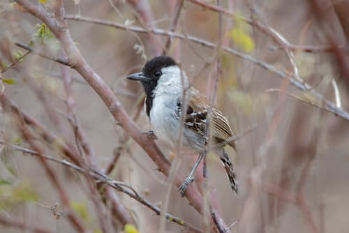 Silvery-cheeked Antshrike