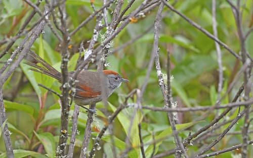 Silvery-throated Spinetail