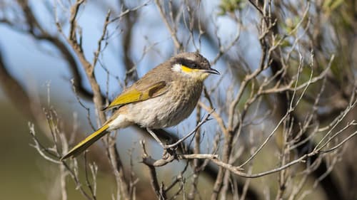 Singing Honeyeater