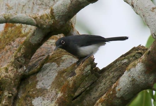 Slate-throated Gnatcatcher