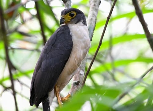 Slaty-backed Forest-Falcon