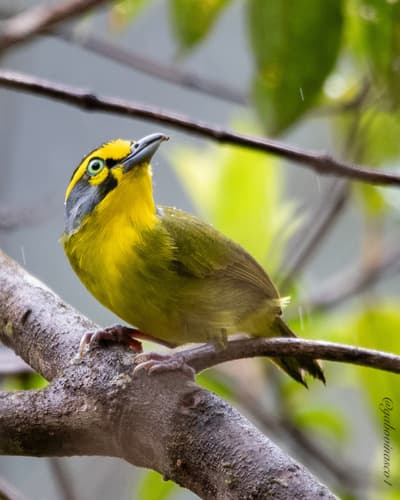 Slaty-capped Shrike-Vireo