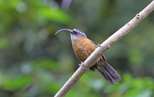 Slender-billed Scimitar-Babbler