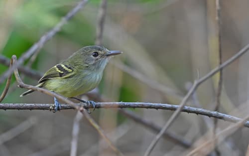 Smoky-fronted Tody-Flycatcher