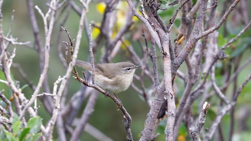 Smoky Warbler