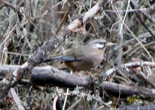 Snowy-cheeked Laughingthrush