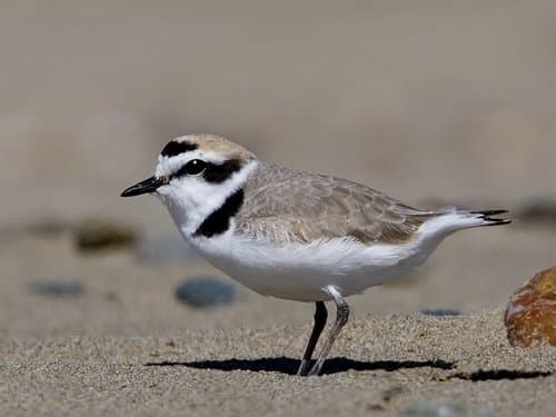 Snowy Plover