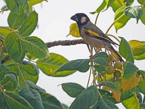 Socotra Golden-winged Grosbeak