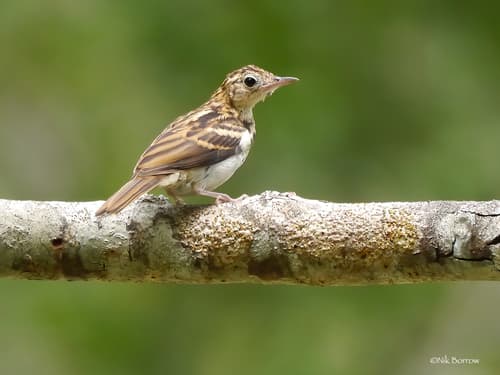 Sokoke Pipit