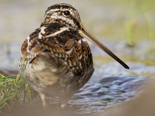 Solitary Snipe