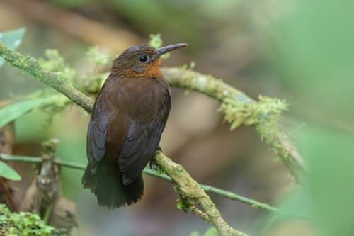 South American Leaftosser