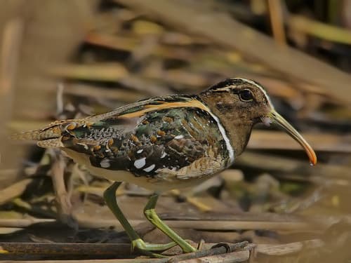 South American Painted-Snipe