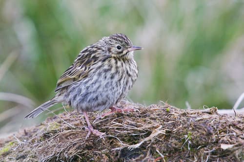 South Georgia Pipit