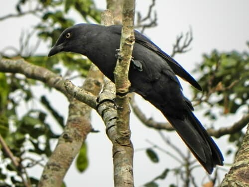 South Melanesian Cuckooshrike