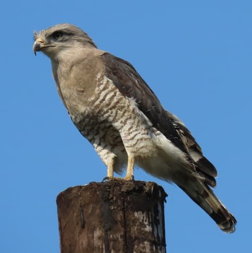 Southern Banded Snake Eagle
