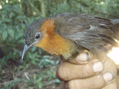 Southern Chestnut-breasted Wren