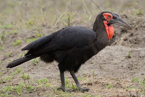 Southern Ground Hornbill